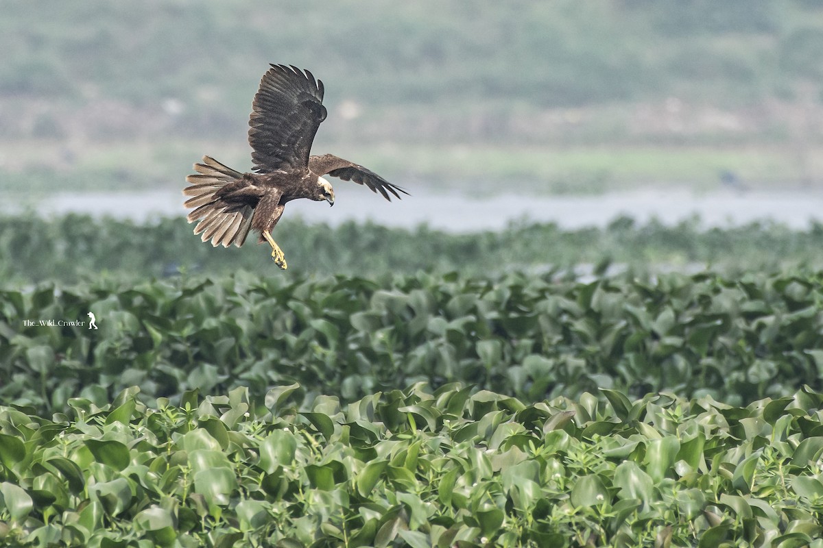 Western Marsh Harrier - ML626789755