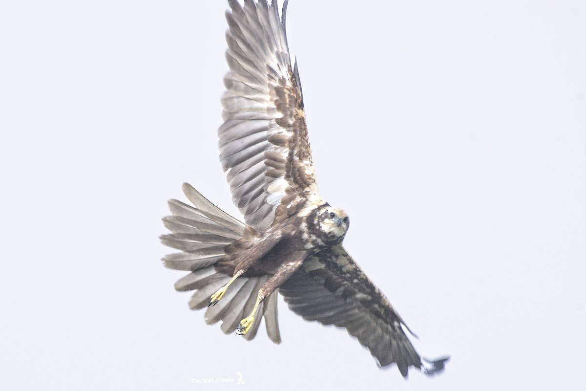 Western Marsh Harrier - ML626789756