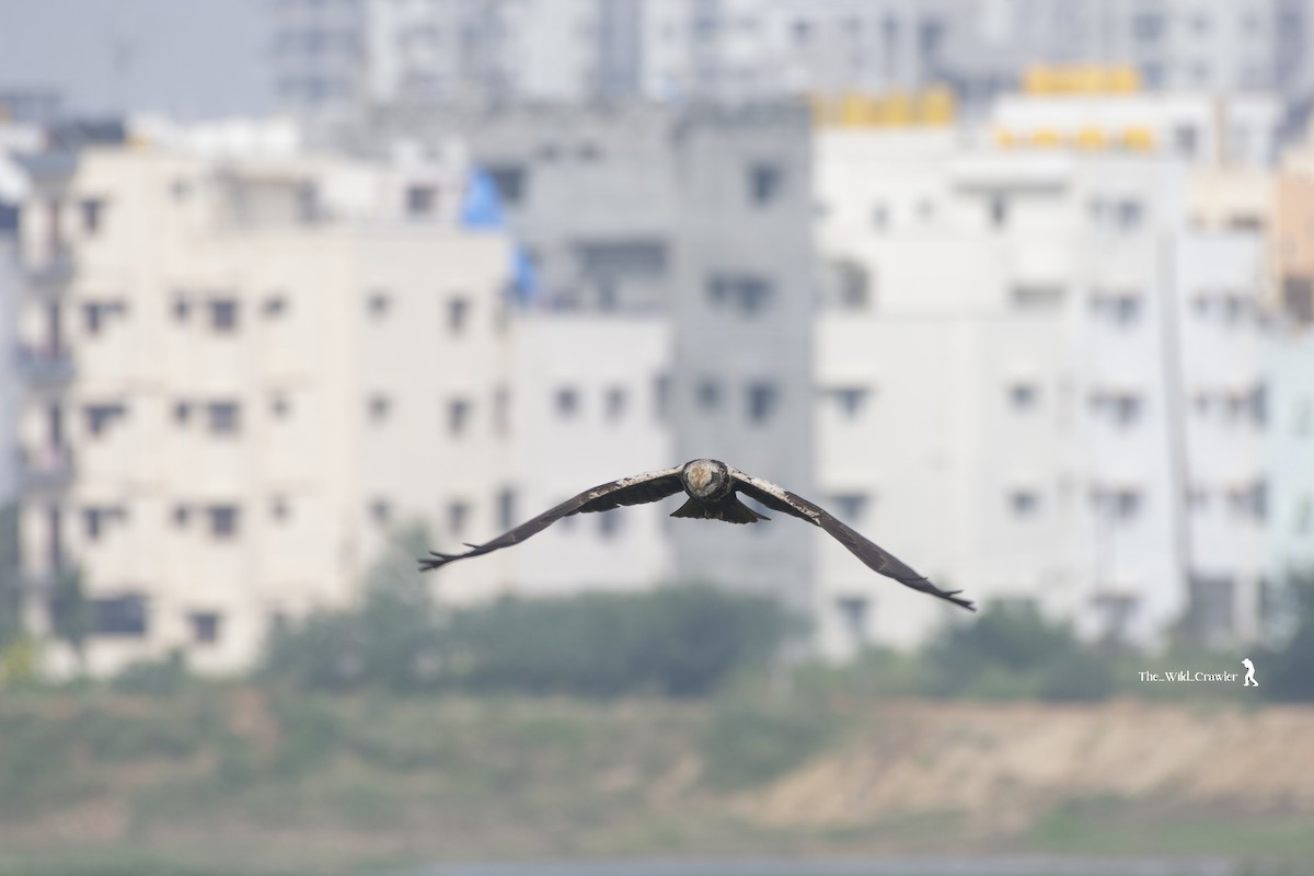 Western Marsh Harrier - ML626789757