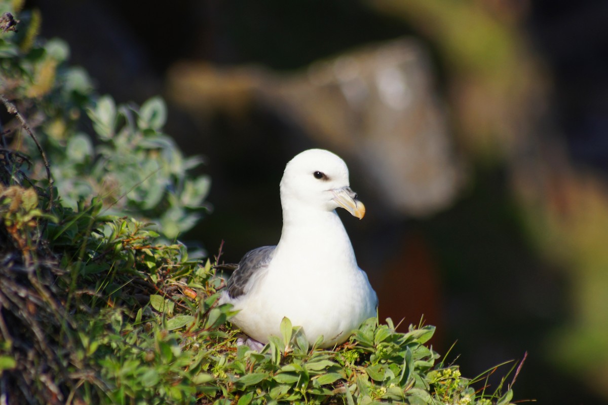 Northern Fulmar - ML626789758