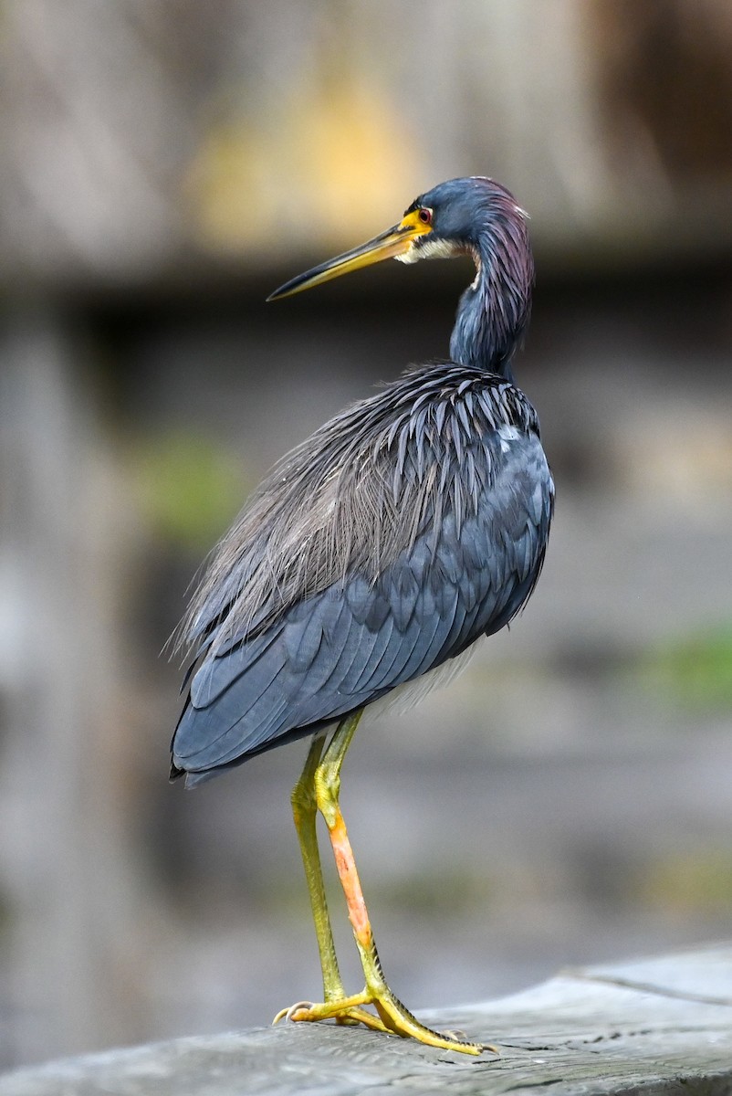 Tricolored Heron - ML626789759