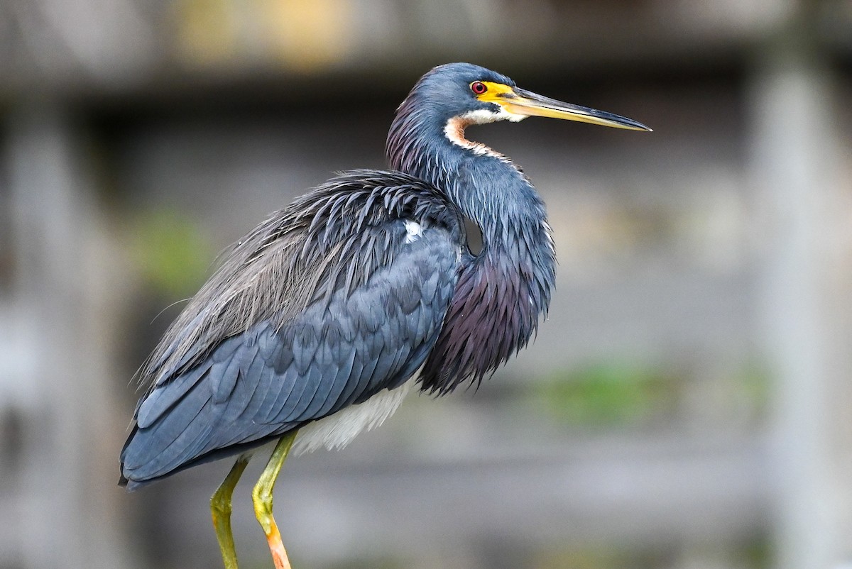 Tricolored Heron - ML626789760