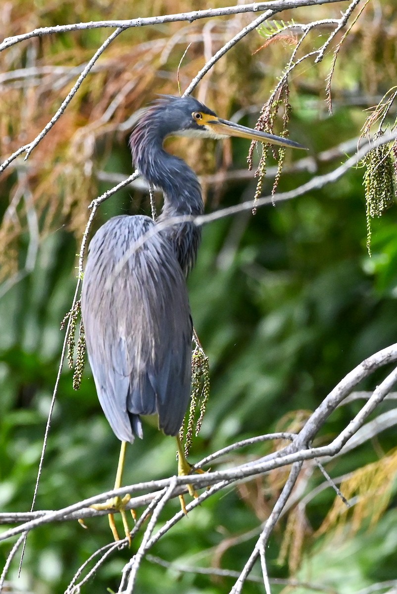 Tricolored Heron - ML626789761