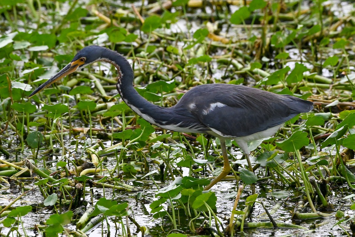 Tricolored Heron - ML626789762