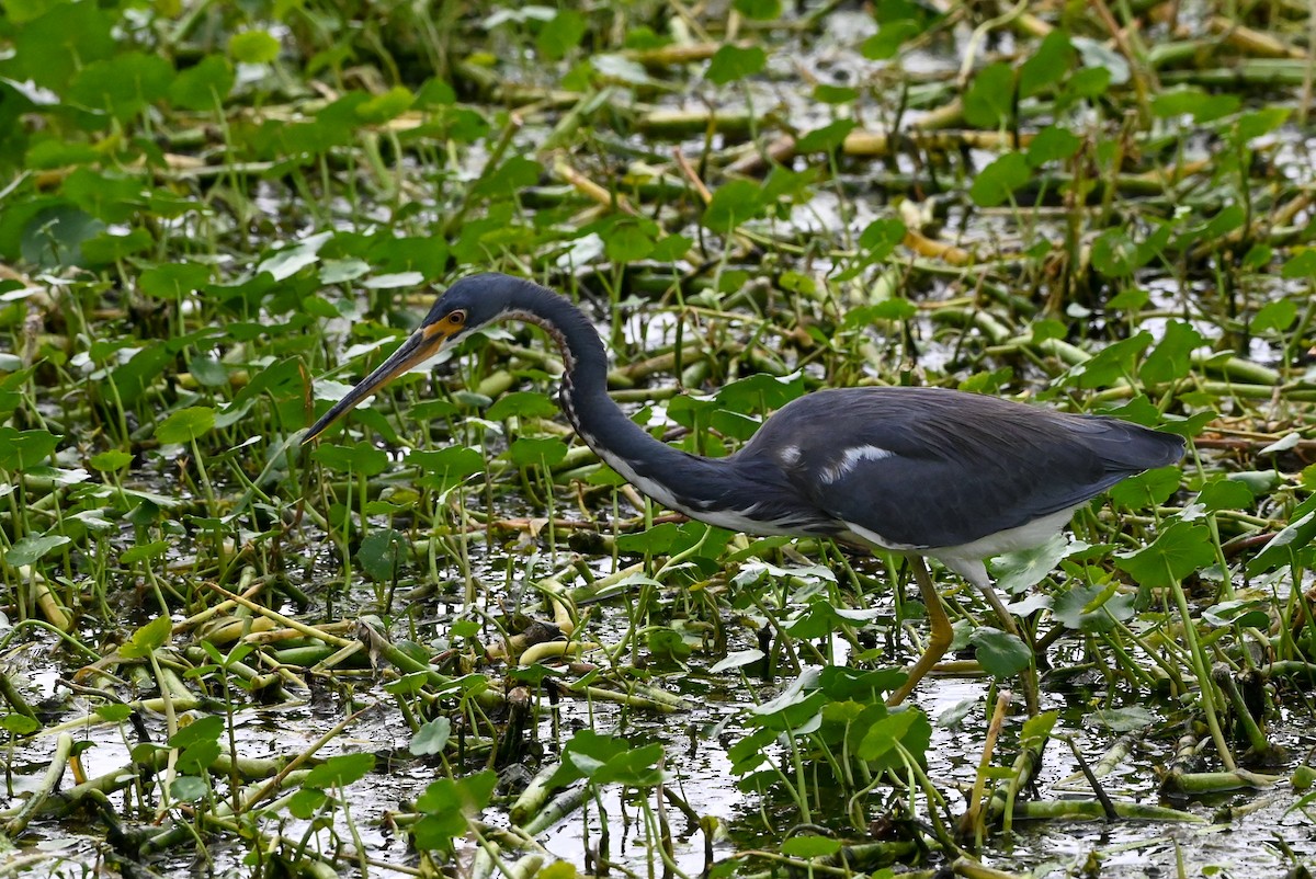 Tricolored Heron - ML626789763