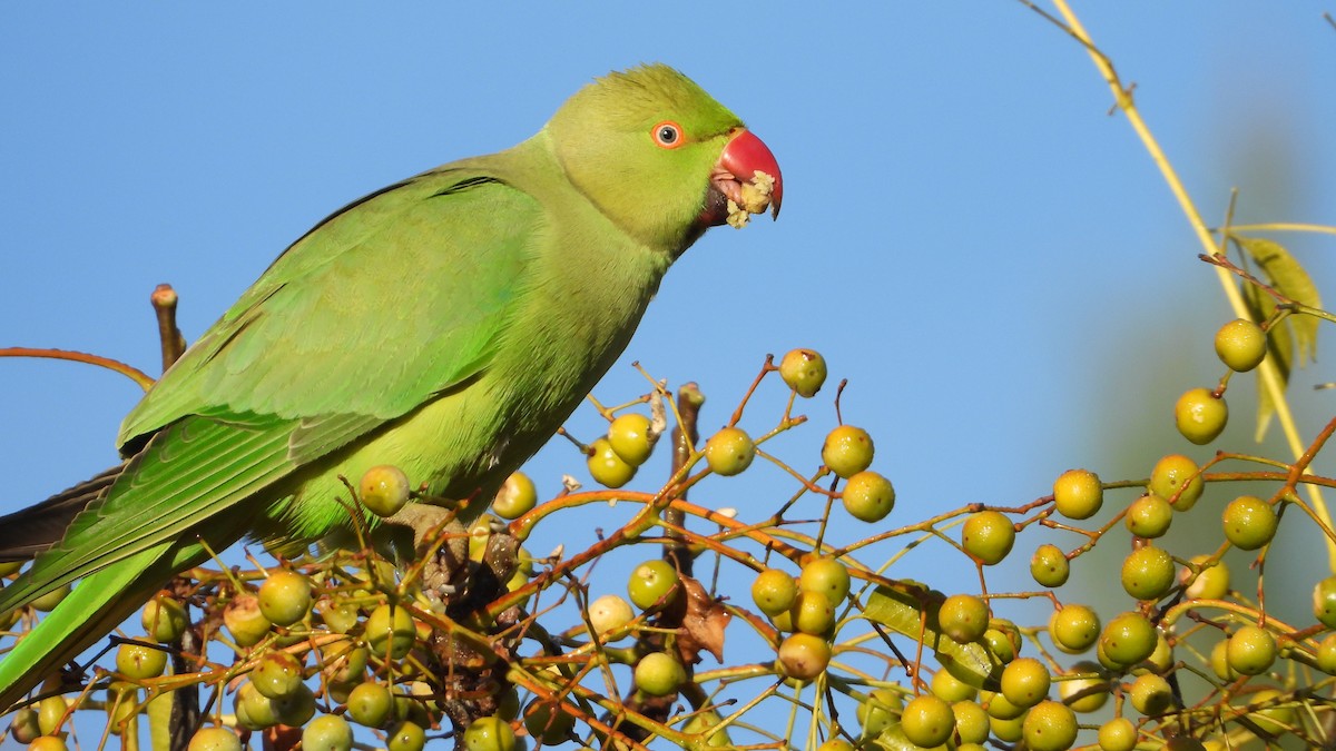 Rose-ringed Parakeet - ML626789764