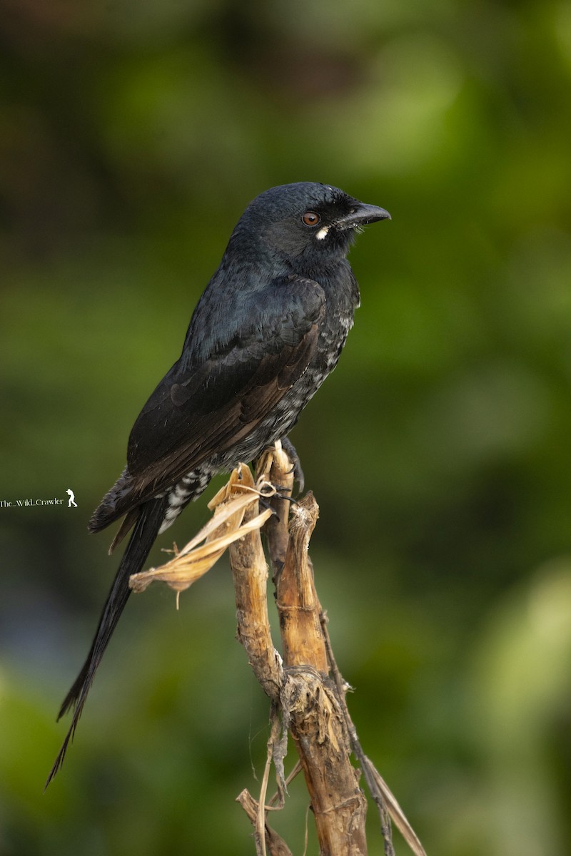 Black Drongo - ML626789765