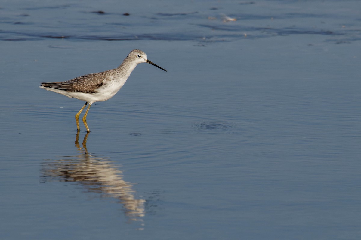 Marsh Sandpiper - ML626789766