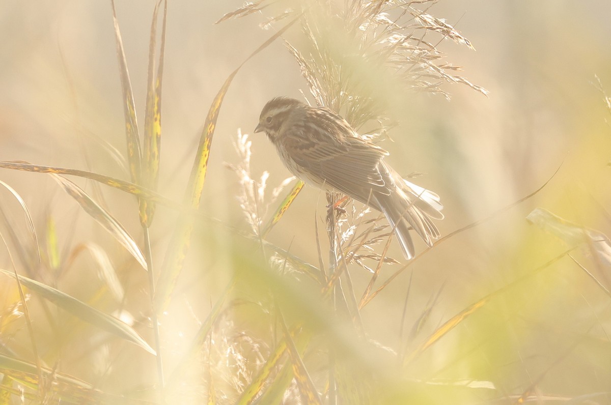 Reed Bunting - ML626789768