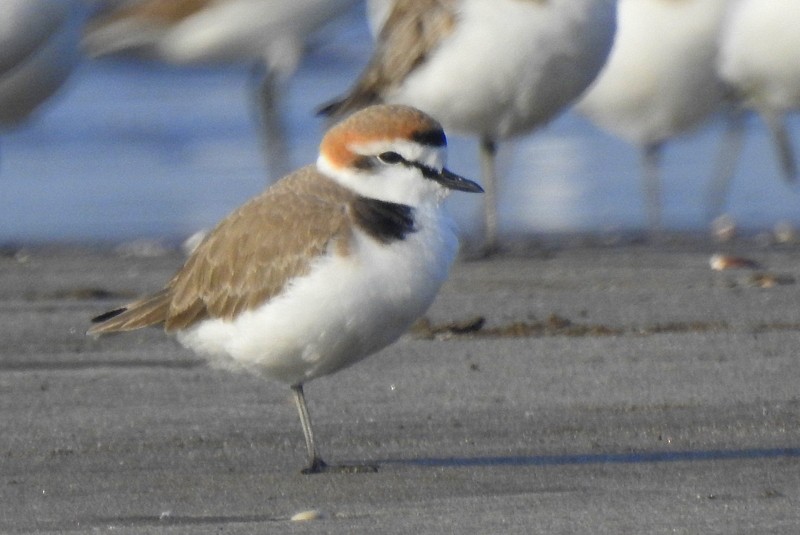 Kentish Plover - ML626789769