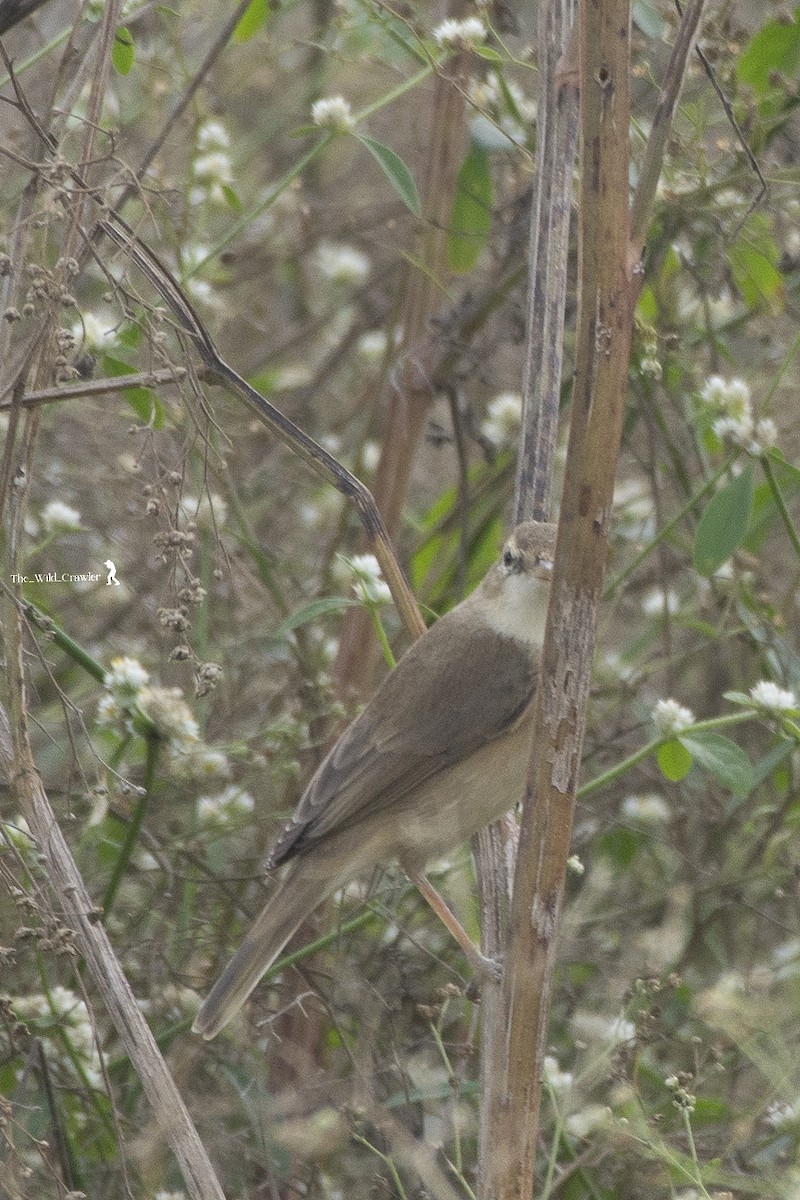 Booted Warbler - ML626789770