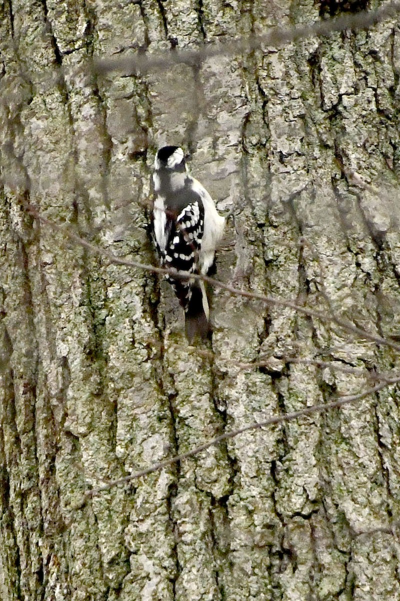 Downy Woodpecker - ML626789771