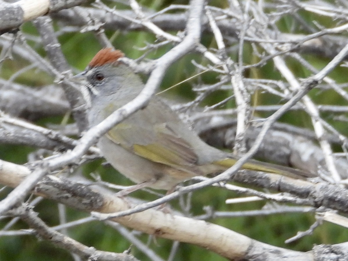 Green-tailed Towhee - ML626789772