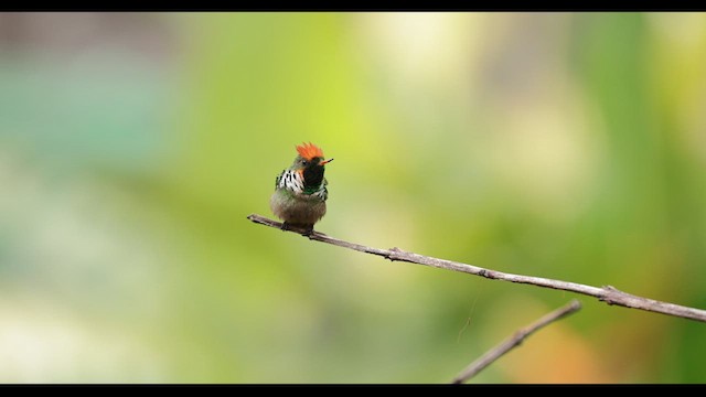 Frilled Coquette - ML626789942