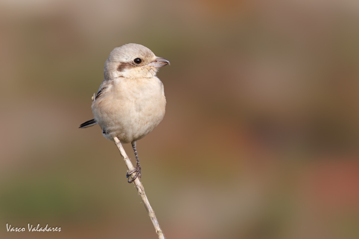 Сорокопуд сірий (підвид pallidirostris) - ML626789987