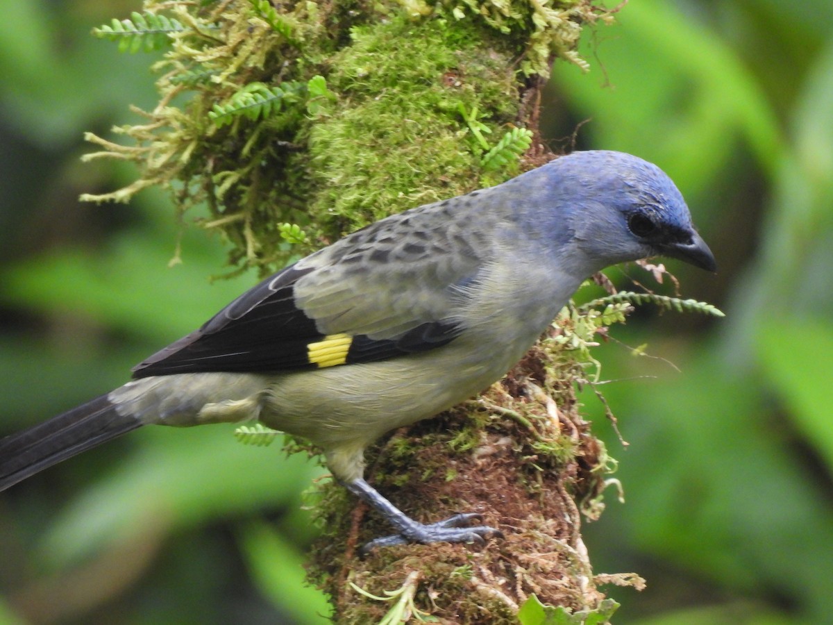 Yellow-winged Tanager - ML626790107
