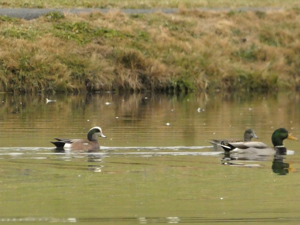 American Wigeon - ML626790119