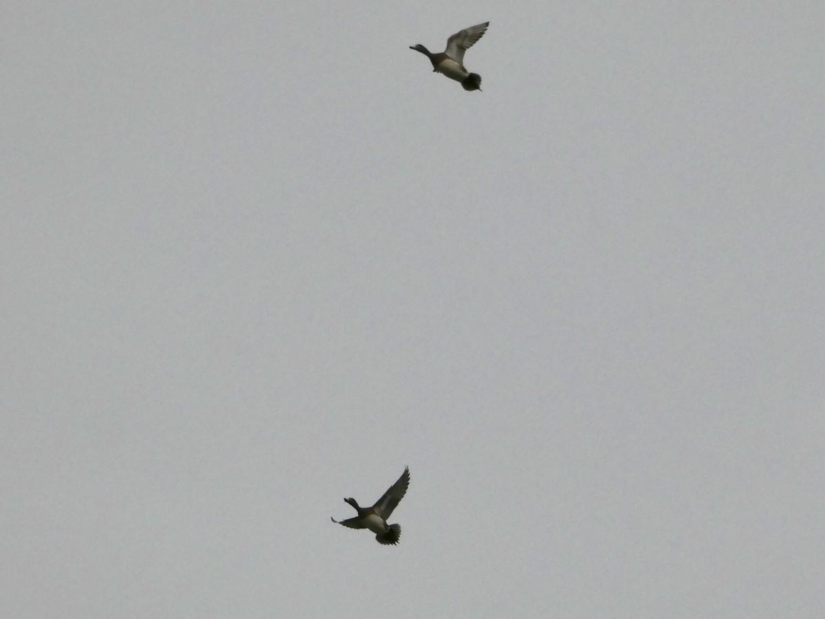 American Wigeon - ML626790120
