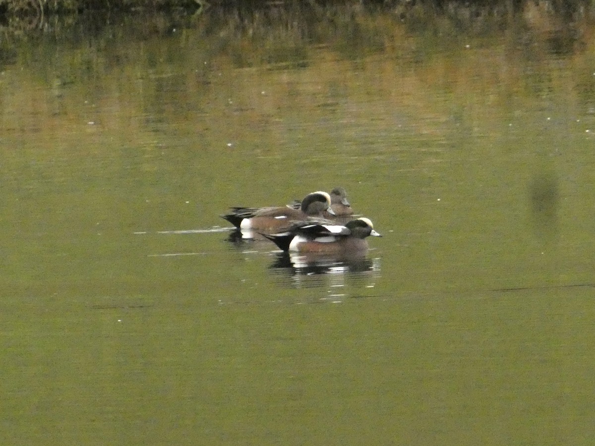 American Wigeon - ML626790121