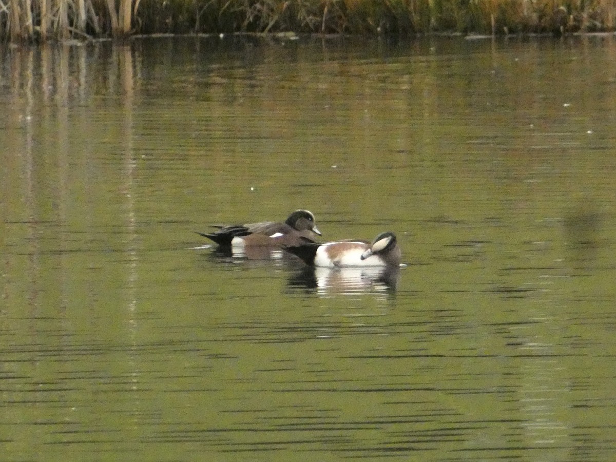 American Wigeon - ML626790122