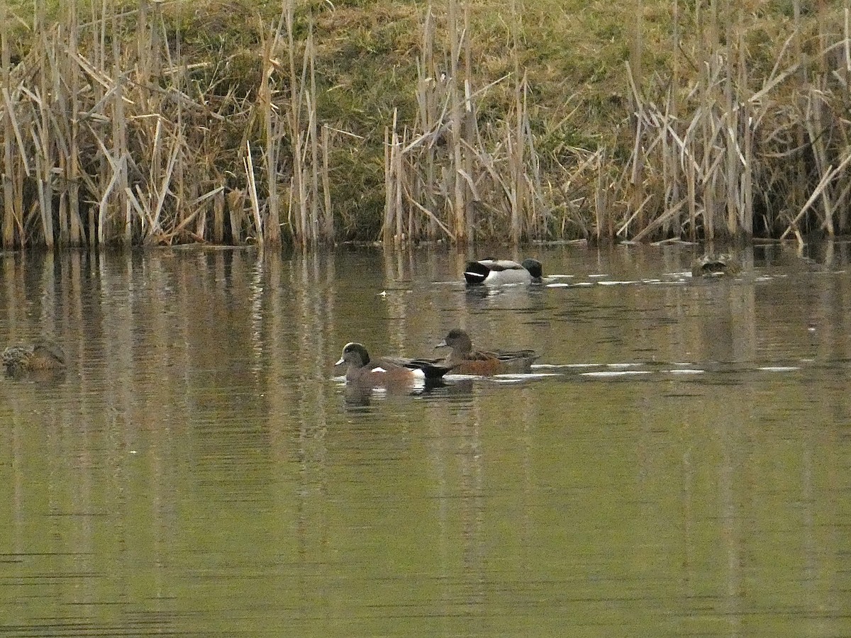 American Wigeon - ML626790123