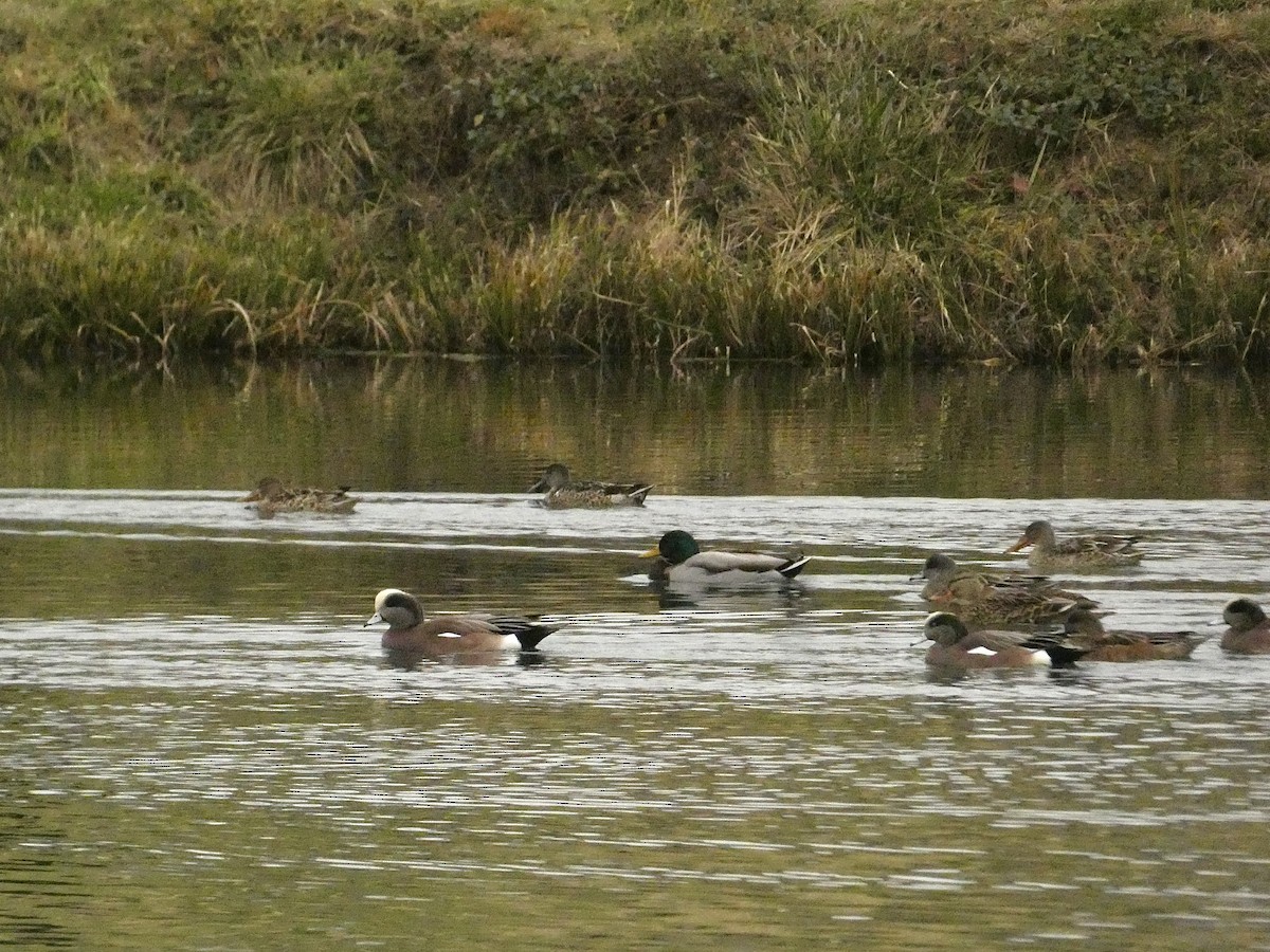 American Wigeon - ML626790124