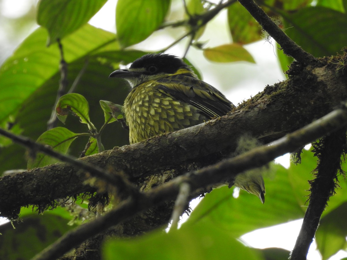 Scaled Fruiteater - ML626790207