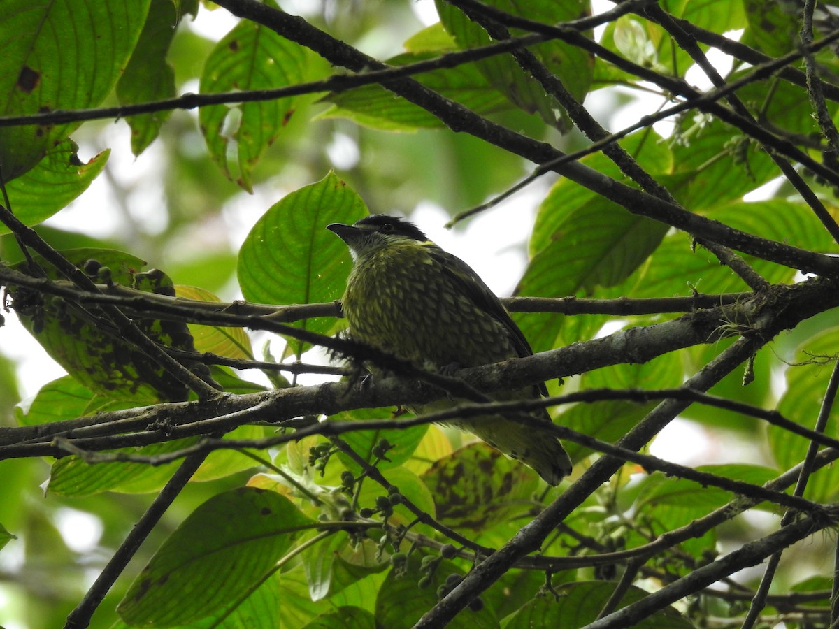 Scaled Fruiteater - ML626790208