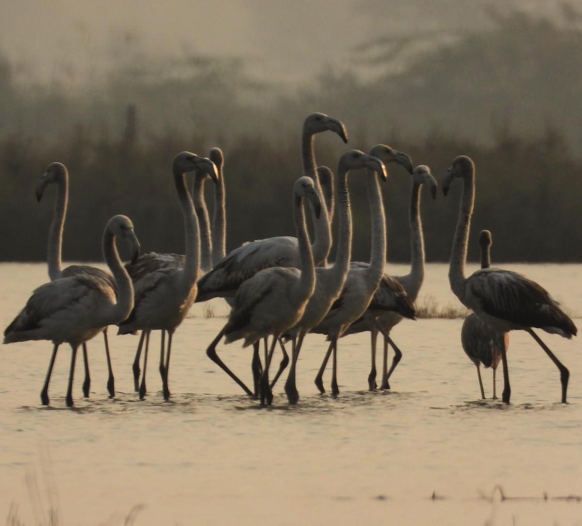 Greater Flamingo - ML626790330