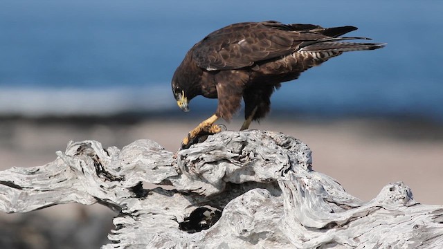 ガラパゴスノスリ - ML626790435