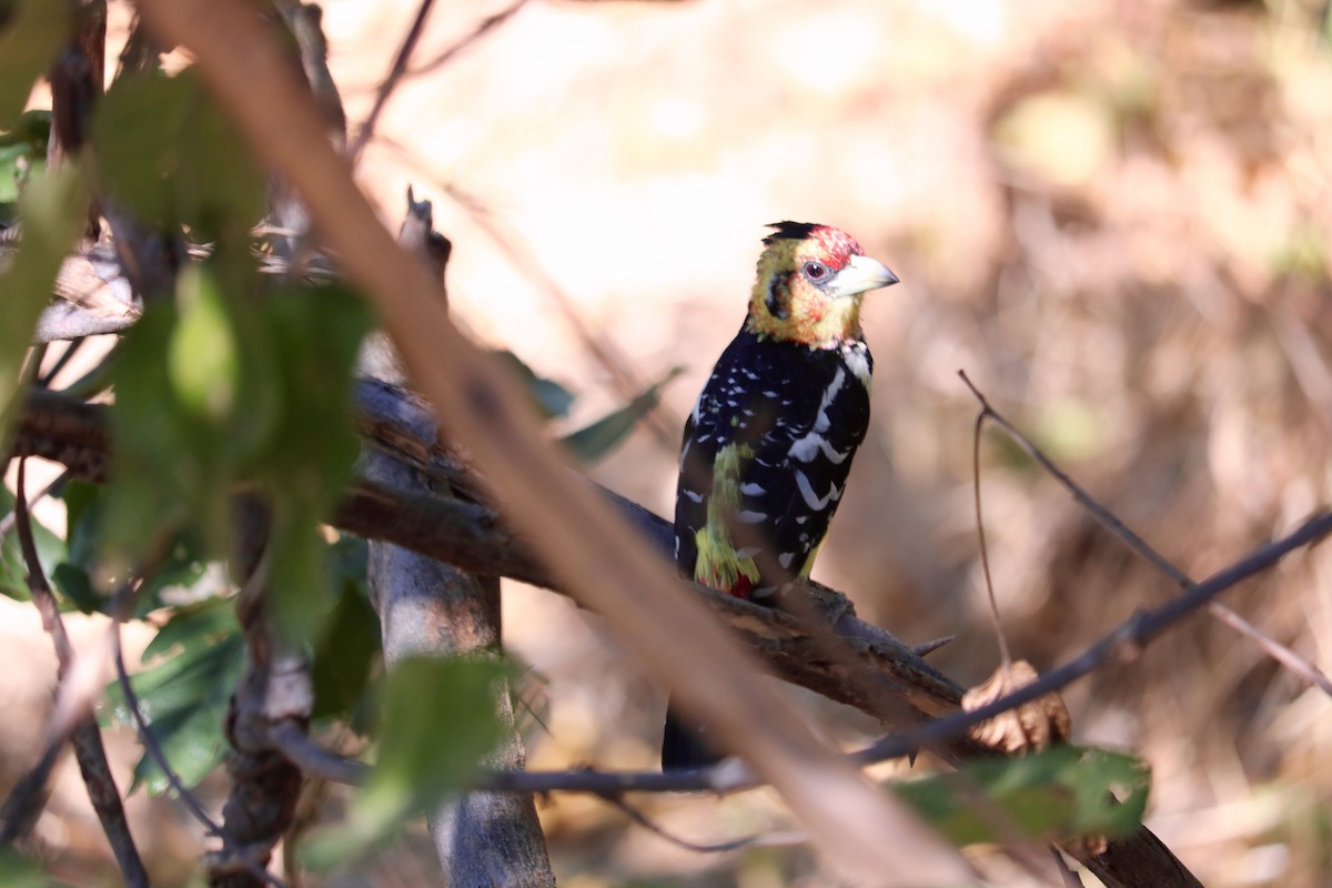 Crested Barbet - ML62679061