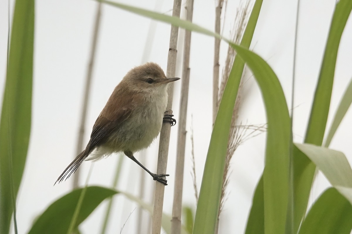 Lesser Swamp Warbler - ML626790784