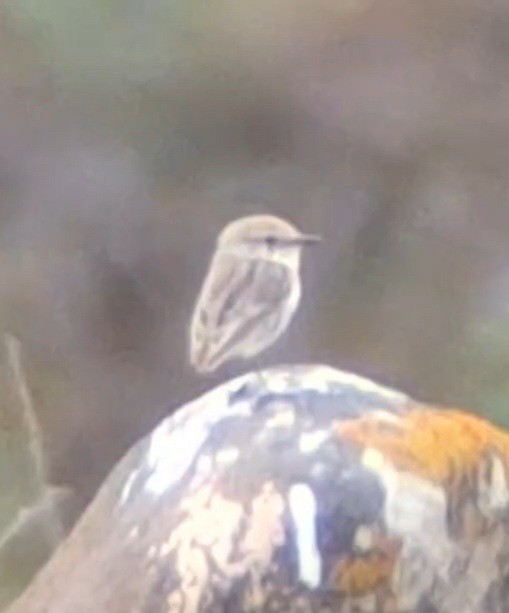 Fuerteventura Stonechat - ML626791122