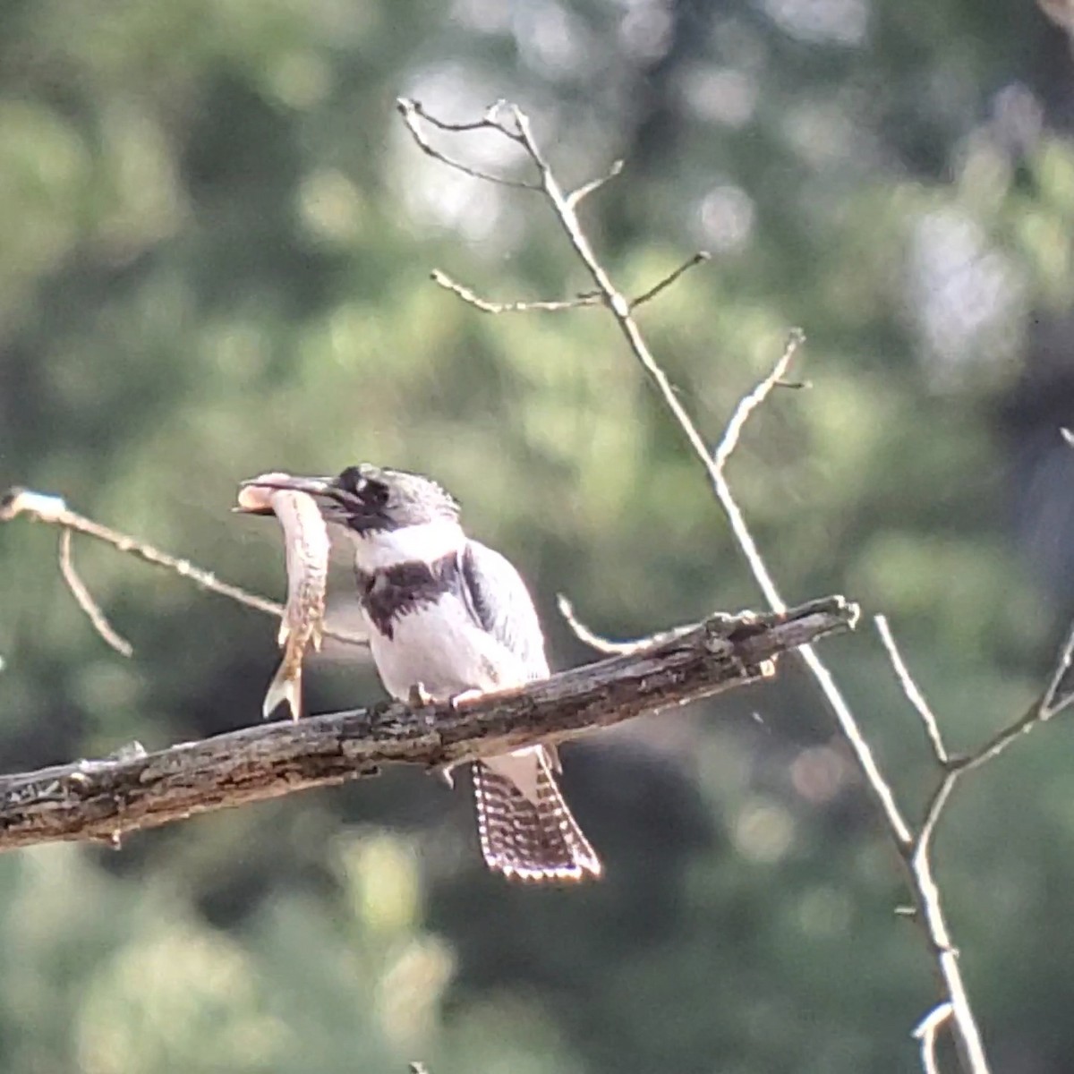 Belted Kingfisher - ML626791139