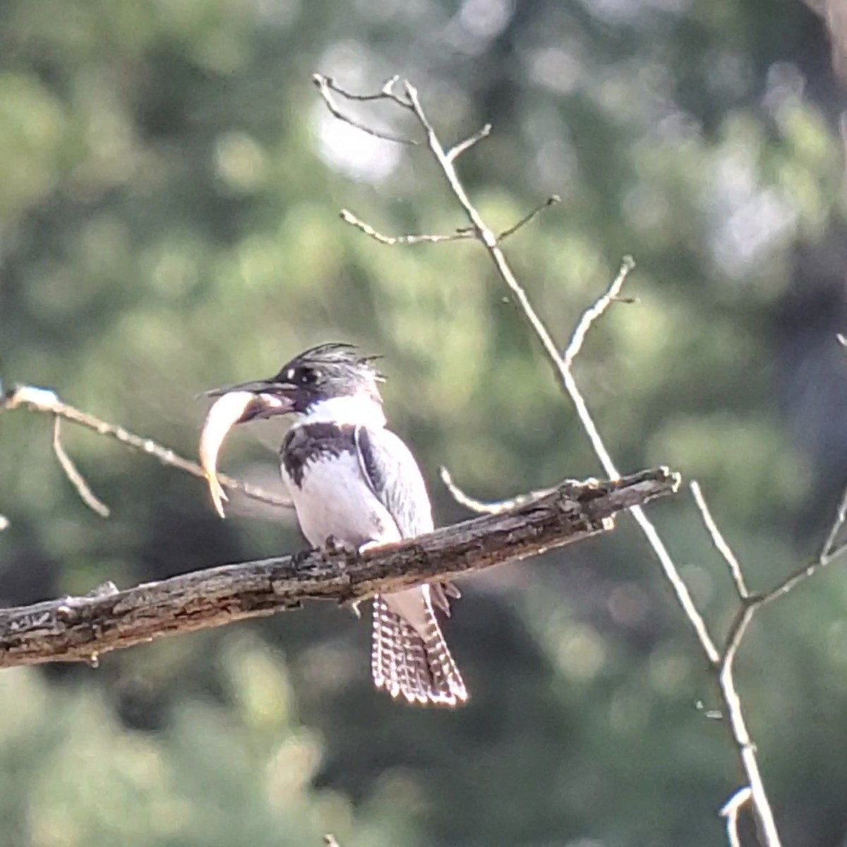 Belted Kingfisher - ML626791146