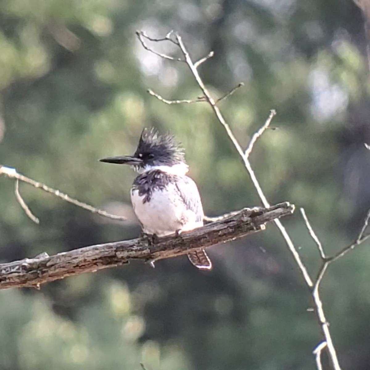 Belted Kingfisher - ML626791147