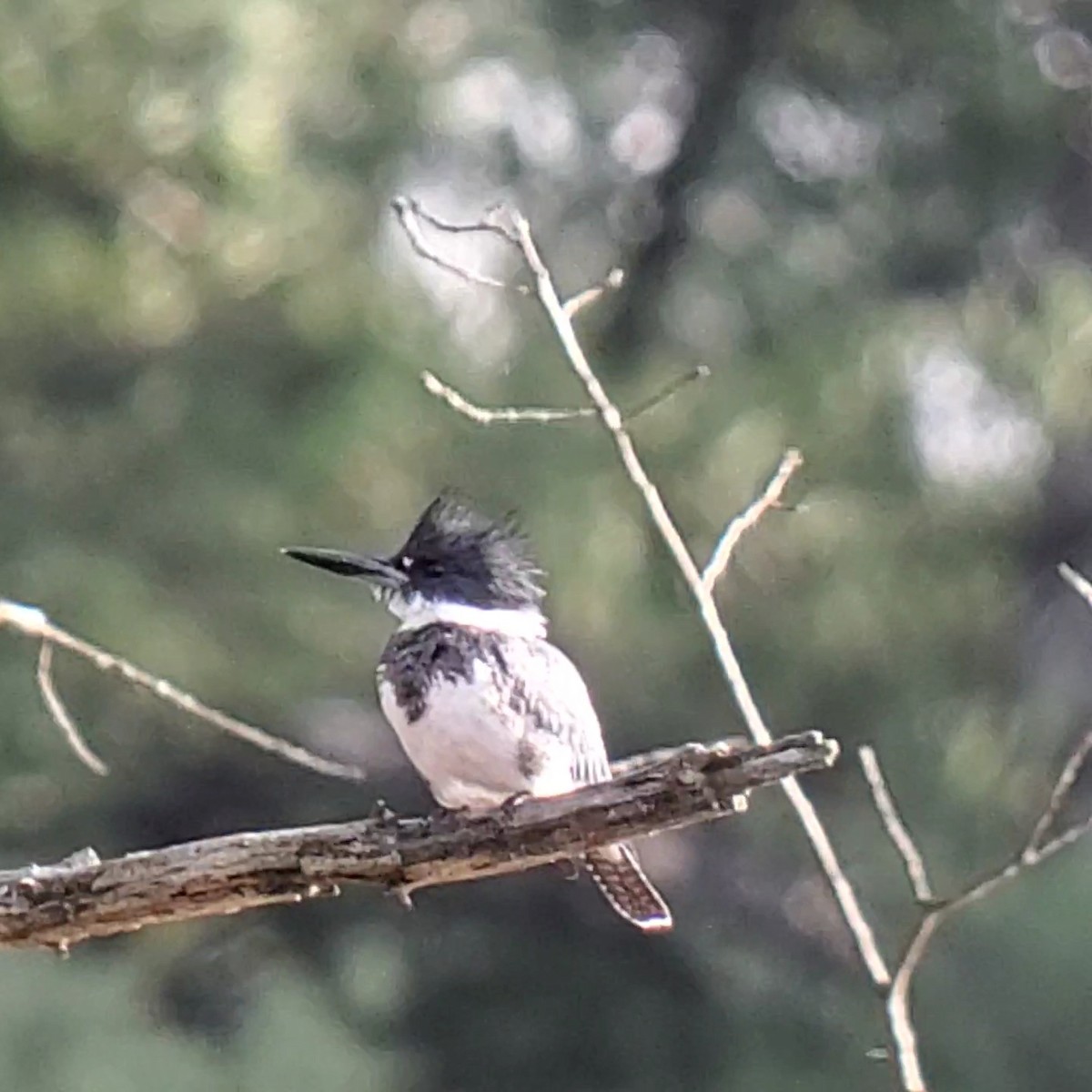 Belted Kingfisher - ML626791153