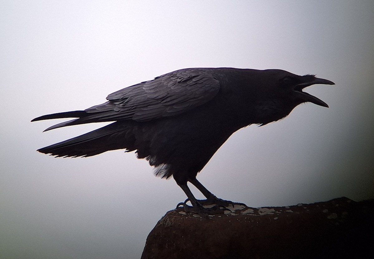 Common Raven - ML626791186