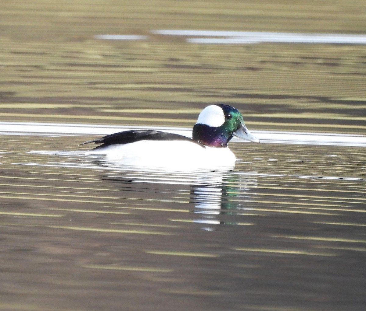 Bufflehead - ML626791202