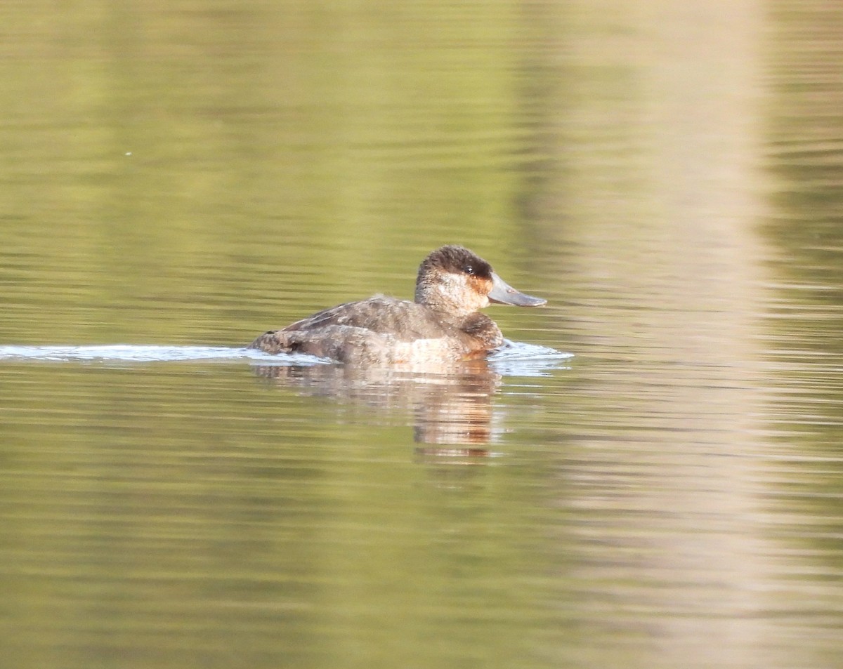 Ruddy Duck - ML626791208