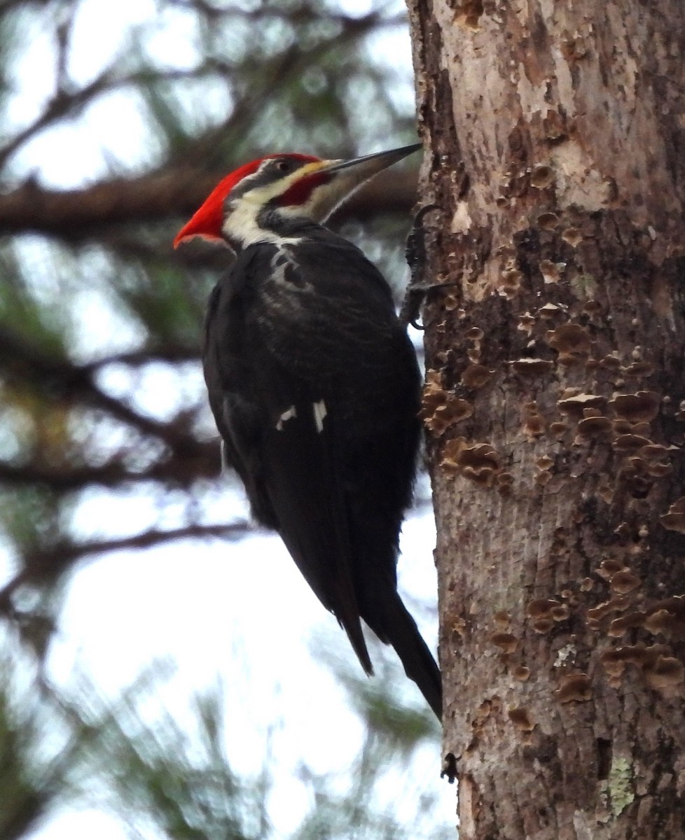 Pileated Woodpecker - ML626791219