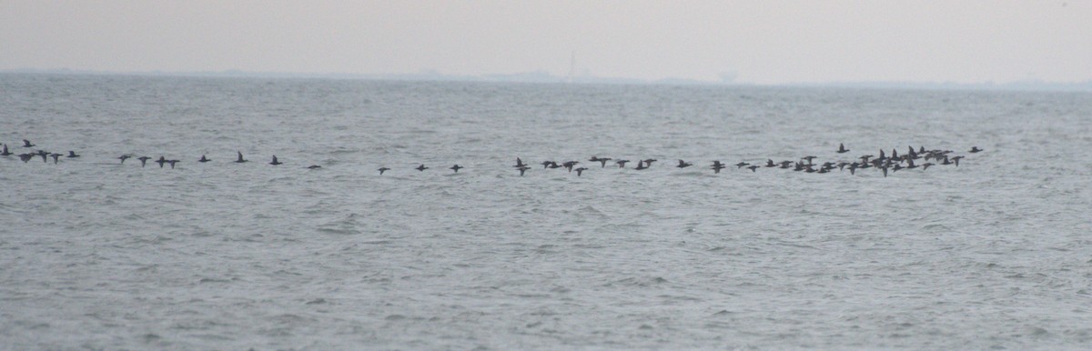 Black Scoter - ML626791354