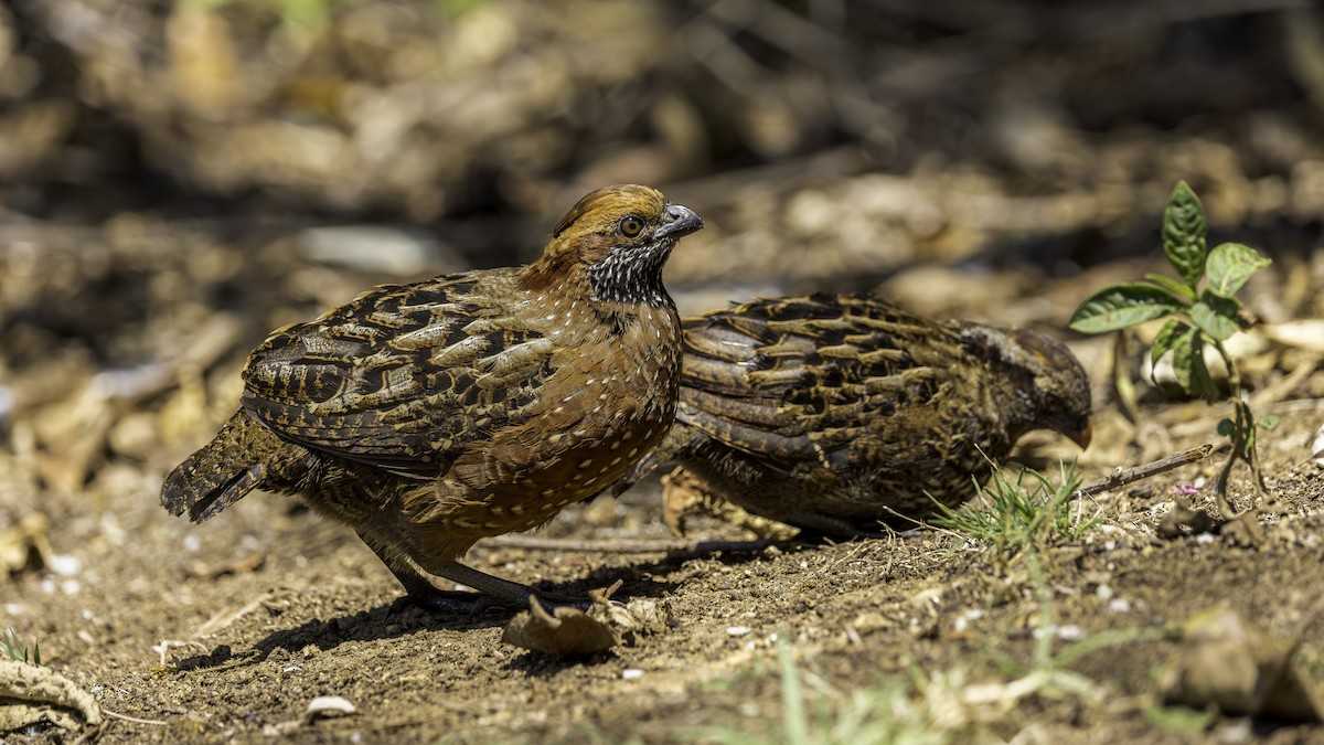 Spotted Wood-Quail - ML626791412