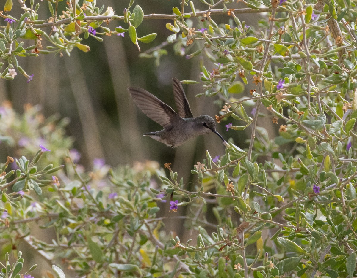 ørkenkolibri - ML626791424