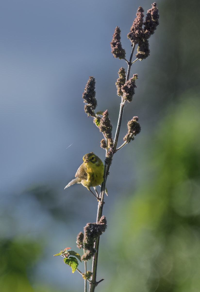 Prairie Warbler - ML626791474