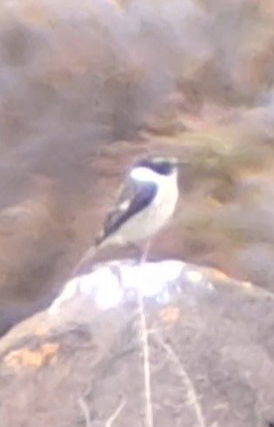 Fuerteventura Stonechat - ML626791552