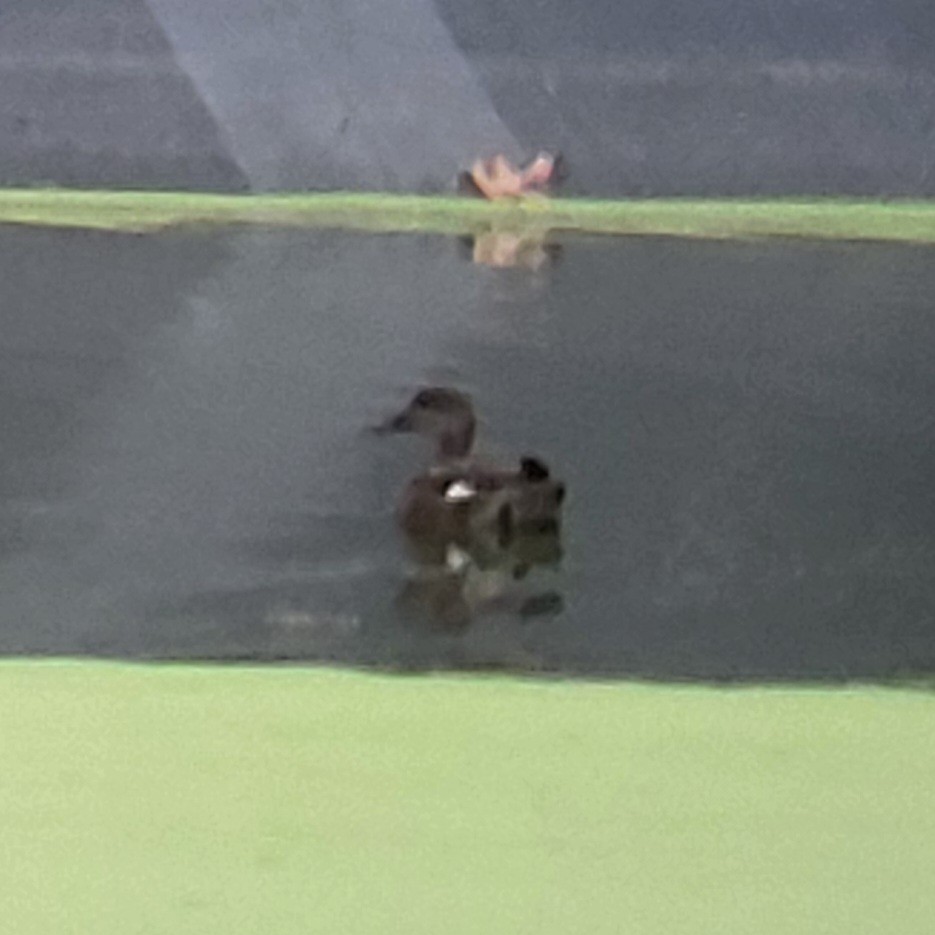 Gadwall - ML626791573