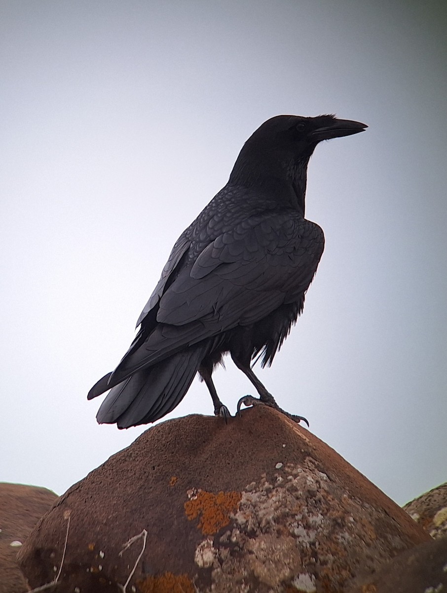 Common Raven - ML626791607