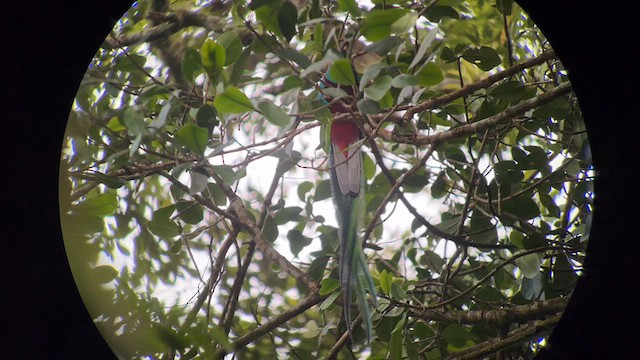Resplendent Quetzal - ML626791648