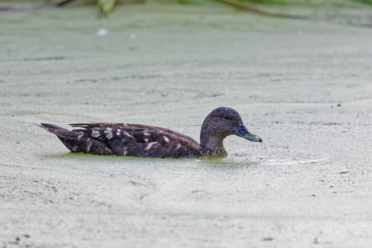 African Black Duck - ML626791750